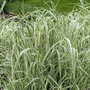 Miscanthus sinensis Variegatus