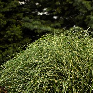 Miscanthus sinensis Little Zebra
