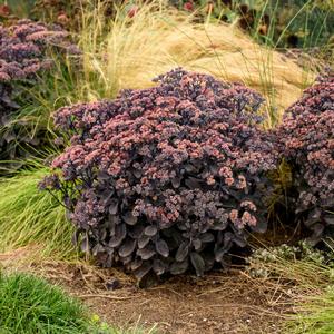 Sedum Rock 'N Grow® Back in Black