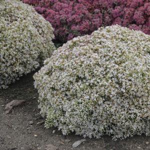 Sedum Rock 'N Round® Bundle of Joy