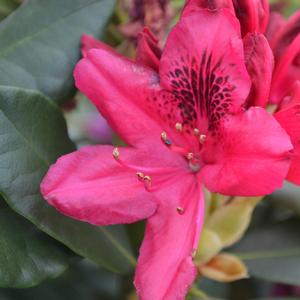 Rhododendron Nova Zembla