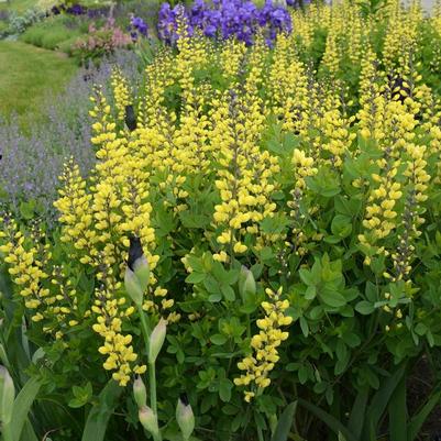 Baptisia Decadence Lemon Meringue