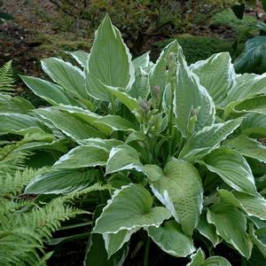 Hosta Regal Splendor