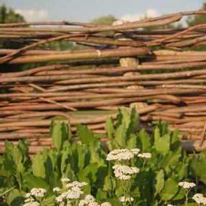 Achillea millefolium (Native) 