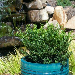 Ilex crenata Hoogendorn