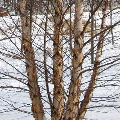 Betula nigra Heritage
