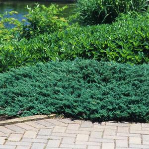 Juniperus horizontalis Blue Chip