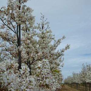 Amelanchier canadensis 