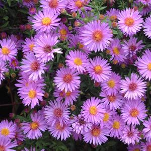 Aster novi-belgii Wood's Purple