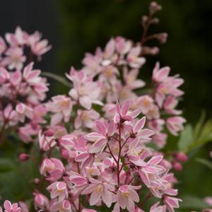 Deutzia Yuki Cherry Blossom®