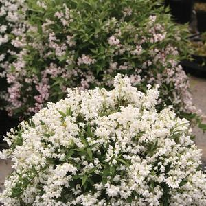 Deutzia Yuki Snowflake®