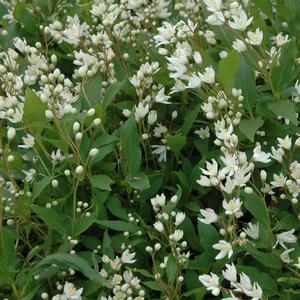 Deutzia gracilis Nikko