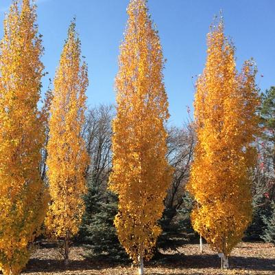 Betula platyphylla Parkland Pillar