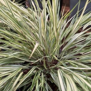 Hakonechloa macra Lime Zest™