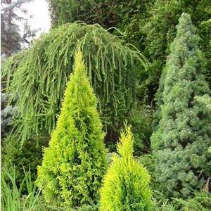 Thuja occidentalis Highlights™ Janed Gold