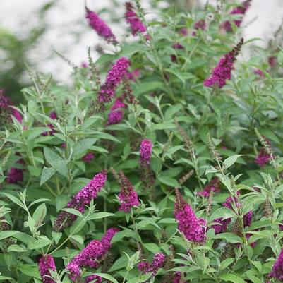 Buddleia x Miss Molly