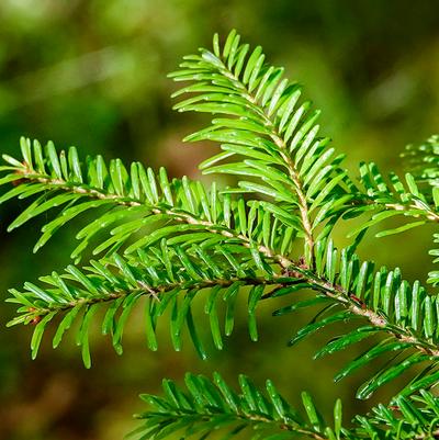 Abies 