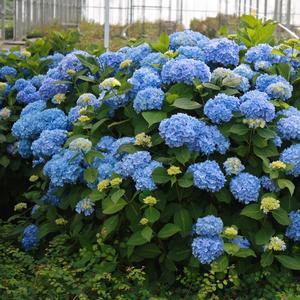 Hydrangea macrophylla Bailmer - Endless Summer