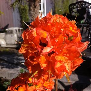 Rhododendron Northern Lights hybrid Mandarin Lights