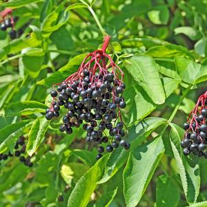 Sambucus canadensis 