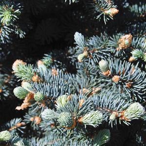 Picea pungens var. glauca 