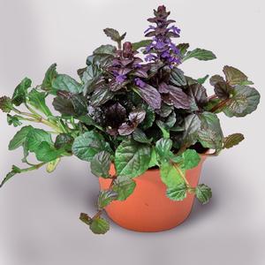 Ajuga x tenorii Chocolate Chunk