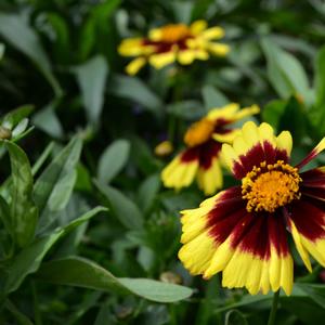 Coreopsis UpTick™ Yellow & Red