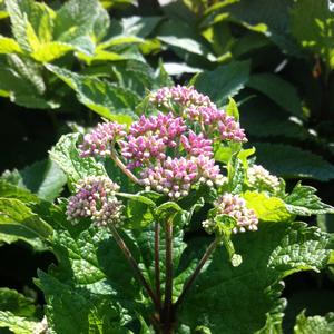 Eupatorium dubium Little Joe