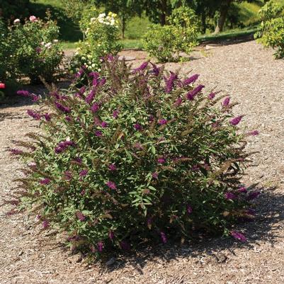 Buddleia davidii RoyalRazz