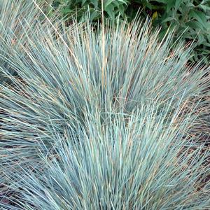 Helictotrichon sempervirens Sapphire