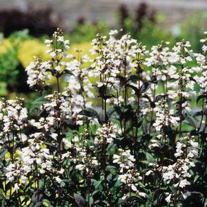 Penstemon digitalis Husker Red