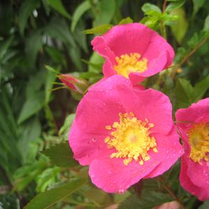 Rosa virginiana 