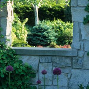 Picea pungens Glauca Globosa