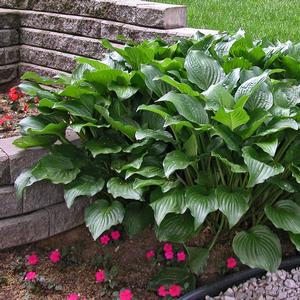 Hosta Royal Standard