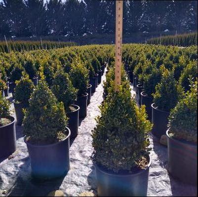 Buxus Green Mountain