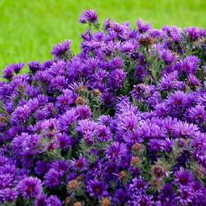 Aster novae-angliae Grape Crush