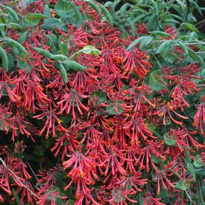 Lonicera sempervirens Major Wheeler