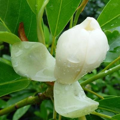 Magnolia virginiana Moonglow