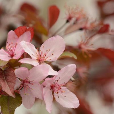 Malus Royal Raindrops