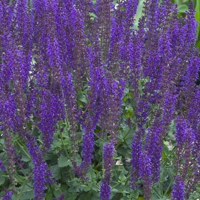 Salvia x Sylvestris May Night