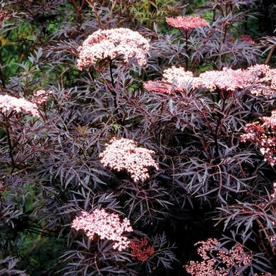 Sambucus nigra Black Lace