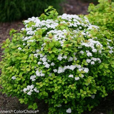 Spiraea betulifolia Glow Girl®