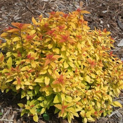 Spiraea japonica Double Play Candy Corn