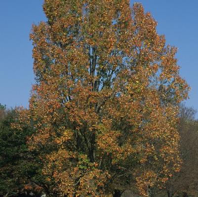 Acer rubrum Columnar Armstrong