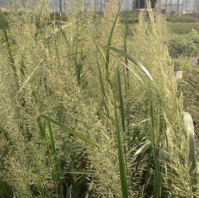 Calamagrostis brachytricha Caspian