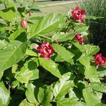 Calycanthus x Aphrodite