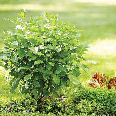 Cornus stolonifera Arctic Fire