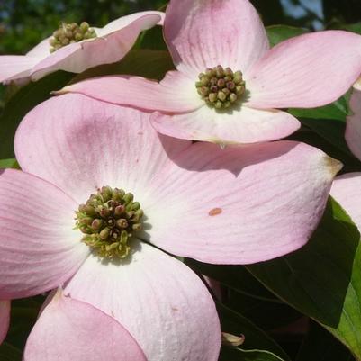 Cornus Stellar Pink