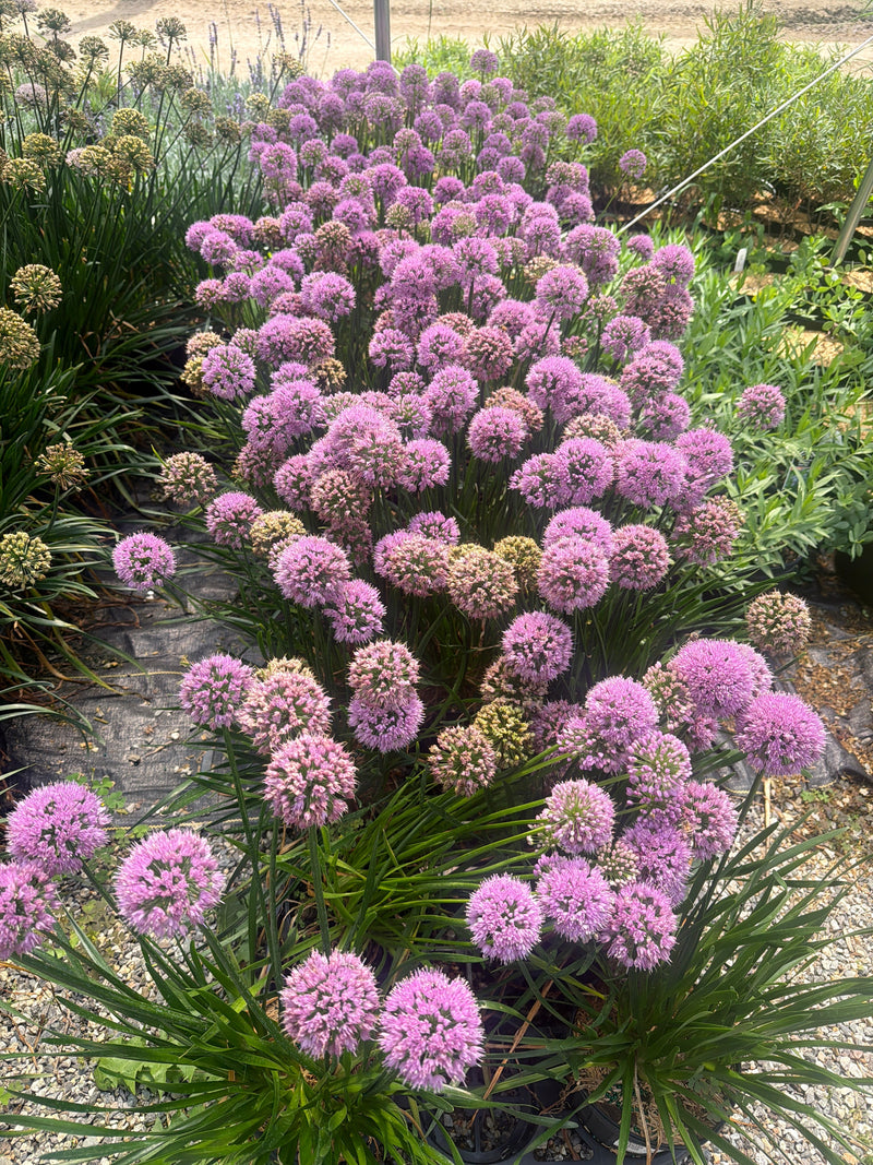 Summer Color Perennials