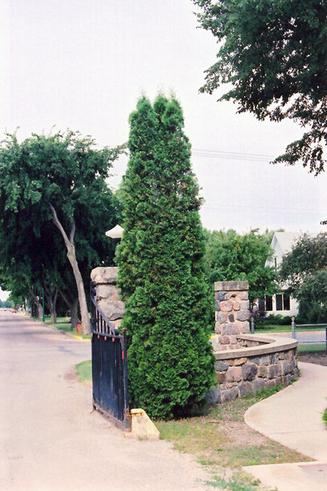 Evergreen Trees